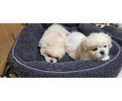 6 beautiful White Pekingese puppies for sale - 4