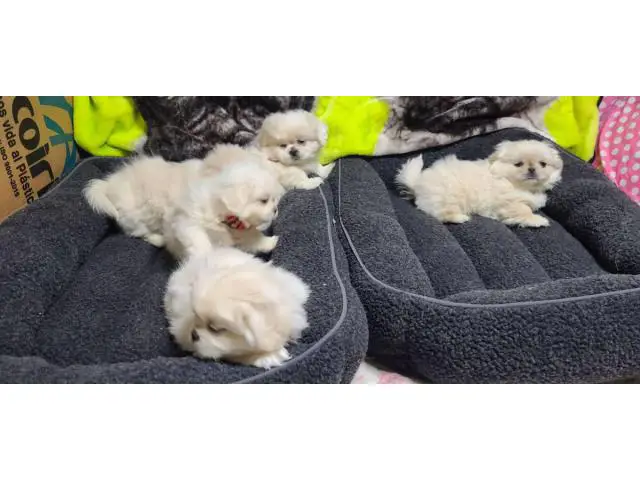 6 beautiful White Pekingese puppies for sale - 5/15