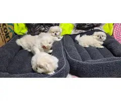 6 beautiful White Pekingese puppies for sale - 5