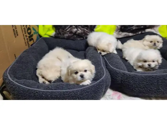 6 beautiful White Pekingese puppies for sale - 6/15