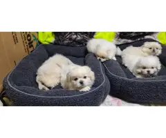 6 beautiful White Pekingese puppies for sale - 6