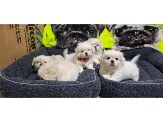 6 beautiful White Pekingese puppies for sale - 7/15