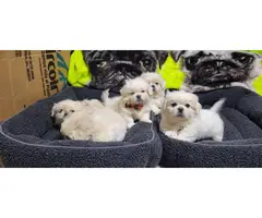 6 beautiful White Pekingese puppies for sale - 7