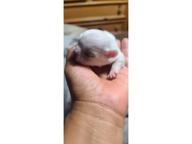 6 beautiful White Pekingese puppies for sale - 15/15