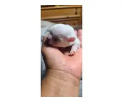 6 beautiful White Pekingese puppies for sale - 15