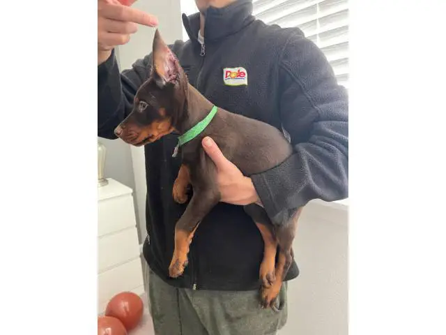 1 red female AKC doberman puppy for sale - 1/6
