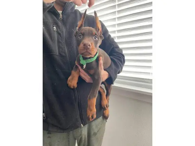 1 red female AKC doberman puppy for sale - 2/6