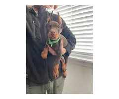 1 red female AKC doberman puppy for sale - 2