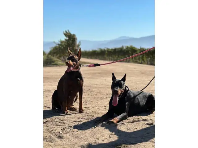 1 red female AKC doberman puppy for sale - 4/6