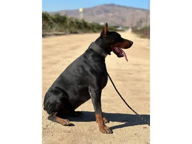 1 red female AKC doberman puppy for sale - 6/6