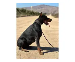 1 red female AKC doberman puppy for sale - 6