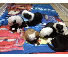 5 purebred Old English sheepdog puppies for sale - 1