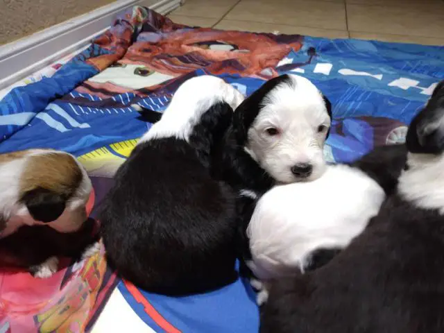 5 purebred Old English sheepdog puppies for sale - 3/11