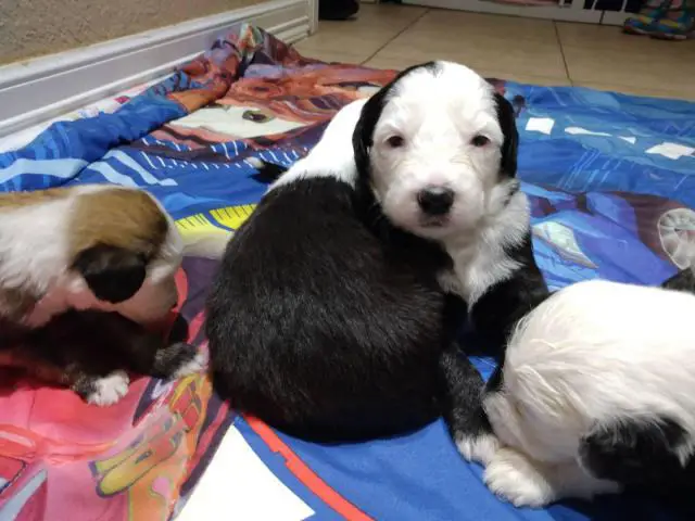 5 purebred Old English sheepdog puppies for sale - 4/11