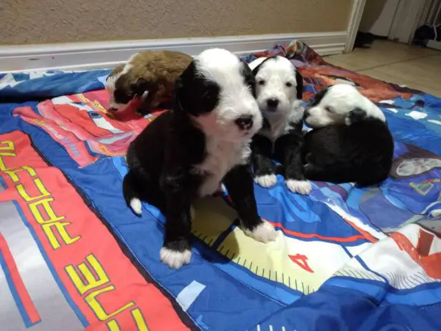 5 purebred Old English sheepdog puppies for sale - 5/11