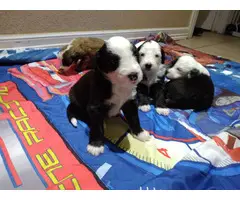 5 purebred Old English sheepdog puppies for sale - 5