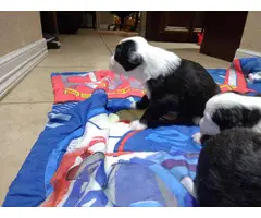 5 purebred Old English sheepdog puppies for sale - 7