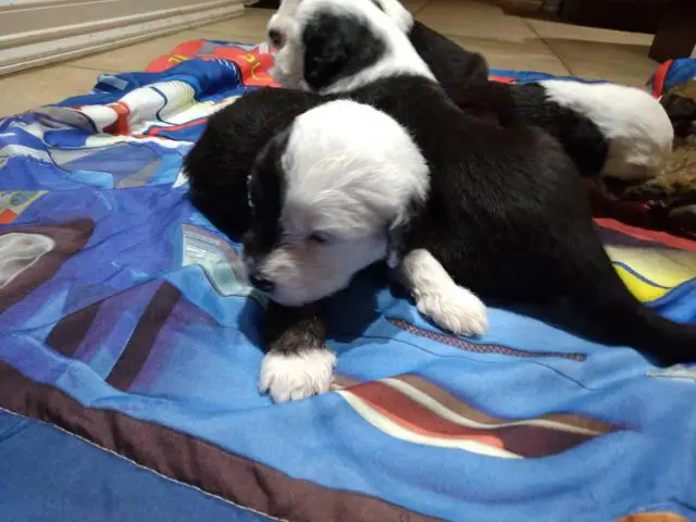 5 purebred Old English sheepdog puppies for sale - 8/11