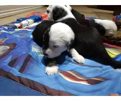 5 purebred Old English sheepdog puppies for sale - 8