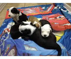 5 purebred Old English sheepdog puppies for sale - 10