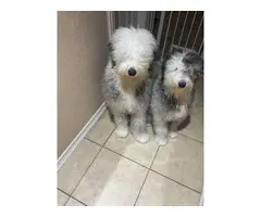 5 purebred Old English sheepdog puppies for sale - 11