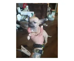 2 fawn teacup Chihuahua puppies