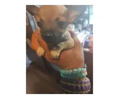 2 fawn teacup Chihuahua puppies