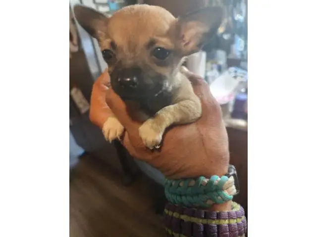 2 fawn teacup Chihuahua puppies in Fayetteville - Puppies for Sale Near Me