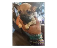 2 fawn teacup Chihuahua puppies