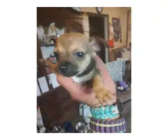2 fawn teacup Chihuahua puppies