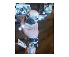 2 fawn teacup Chihuahua puppies