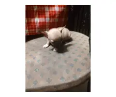2 fawn teacup Chihuahua puppies