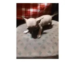 2 fawn teacup Chihuahua puppies