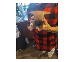 2 fawn teacup Chihuahua puppies