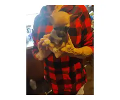 2 fawn teacup Chihuahua puppies