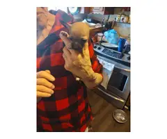 2 fawn teacup Chihuahua puppies