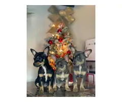 3 Chiweenie puppies looking for a forever home
