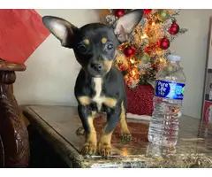 3 Chiweenie puppies looking for a forever home - 2
