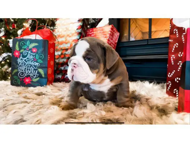 4 Christmas English Bulldog puppies for sale - 2/9