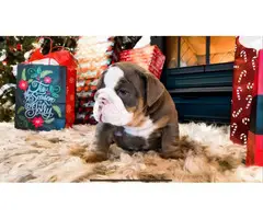 4 Christmas English Bulldog puppies for sale - 2