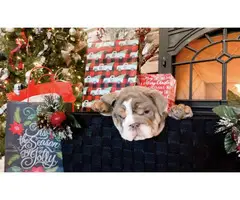 4 Christmas English Bulldog puppies for sale - 3