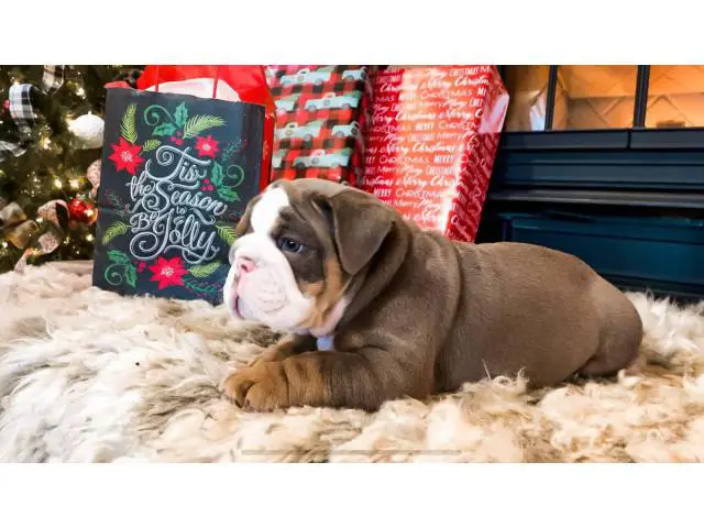 4 Christmas English Bulldog puppies for sale - 5/9