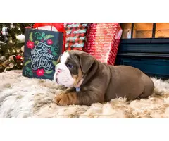 4 Christmas English Bulldog puppies for sale - 5