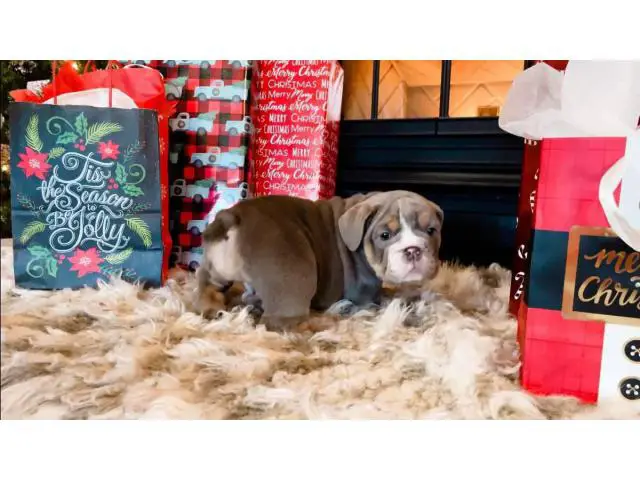 4 Christmas English Bulldog puppies for sale - 6/9