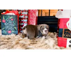 4 Christmas English Bulldog puppies for sale - 6