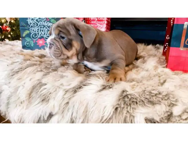 4 Christmas English Bulldog puppies for sale - 7/9