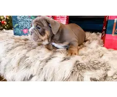 4 Christmas English Bulldog puppies for sale - 7