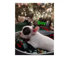 8 weeks old Frenchton puppies for sale - 3