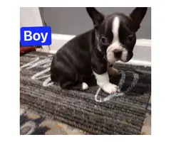 8 weeks old Frenchton puppies for sale - 5
