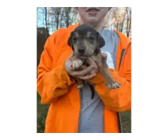 Mountain Cur Puppies
